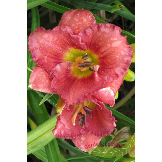 rosa Taglilie Rose Corsage gefüllte Hemerocallis öfterblühend hoch im 18cm Topf 